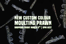 NEW 2” SWIMPRAWN MOULTING PRAWN (6PK)