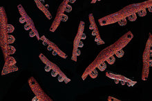 NEW 2” SWIMPRAWN PARTY PRAWN (6PK)
