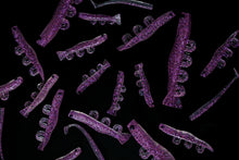 NEW 3” SWIMPRAWN DEVIL PRAWN (6PK)