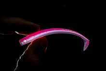 NEW 3.25” SWIMMINNOW KILLER KRILL (6PK)